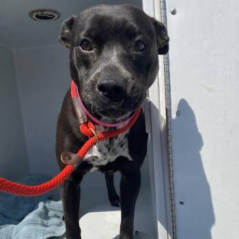 Mixed Breed Dogs Available for Adoption in Chattanooga, Tennessee - Pinto Bean | PetCurious