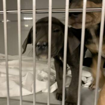 Pit Bull Terrier and Mixed Breed Dogs Available for Adoption in Charlottesville, Virginia - French Dip | PetCurious