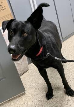 Laika -  Shepherd Dog for Adoption in Conway, Arkansas - Laika | PetCurious
