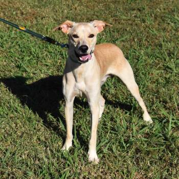 Rescue Mixed Breed Dogs for Adoption in Searcy, Arkansas - Tator Tot | PetCurious