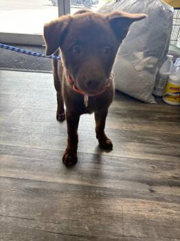 Charmander -  Shepherd Dog for Adoption in Liverpool, New York - Charmander | PetCurious