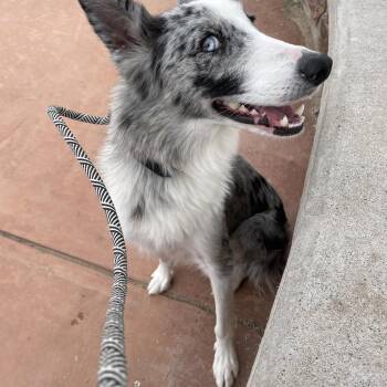 Rescue Australian Shepherd Dogs for Adoption in Canutillo, Texas - Fern | PetCurious