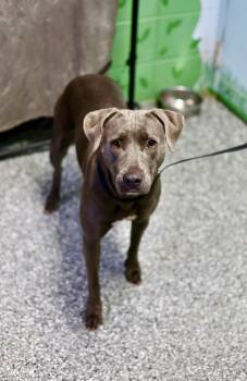 Rescue Mixed Breed Dogs for Adoption in ABRAHAM BALDWIN COLLEGE, Georgia - Glory | PetCurious