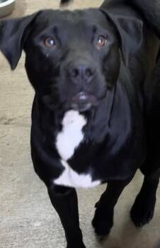 BILLY -  Rottweiler Dog for Adoption in Elizabethton, Tennessee - BILLY | PetCurious