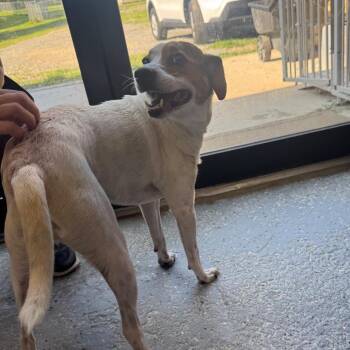 Alfie -  Jack Russell Terrier and Mixed Breed Dog for Adoption in Blairsville, Georgia - Alfie | PetCurious