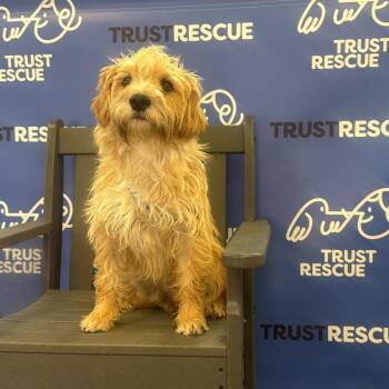 ARTHUR -  Terrier Dog for Adoption in Waterford, New Jersey - ARTHUR | PetCurious