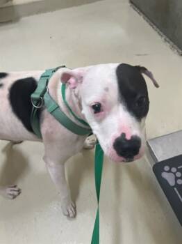 Rescue Pit Bull Terrier and Mixed Breed Dogs for Adoption in Fremont, California - PETIE | PetCurious