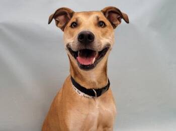 Juna -  German Shepherd Dog and Pit Bull Terrier Dog for Adoption in Minneapolis, Minnesota - Juna | PetCurious