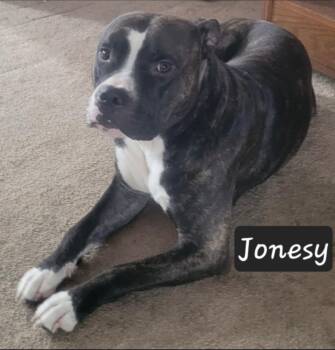 Mixed Breed Dogs Available for Adoption in Angola, Indiana - Big Papa (Jonesy) | PetCurious