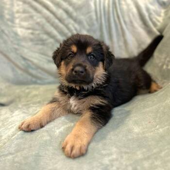 Cammie pup- Robbie -  Hound and Mixed Breed Dog for Adoption in Fairfax Station, Virginia - Cammie Pup- Robbie | PetCurious