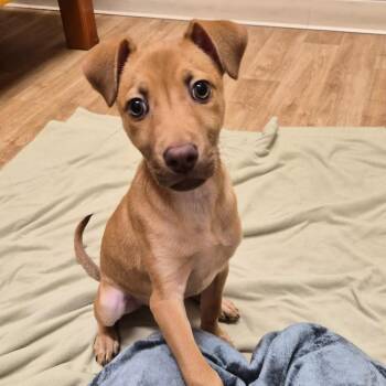 Tandy -  Mixed Breed Dog for Adoption in Woodstock, Illinois - Tandy | PetCurious