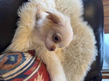 Nolan -  Chihuahua and Pekingese Dog for Adoption in Glenwood City, Wisconsin - Nolan | PetCurious