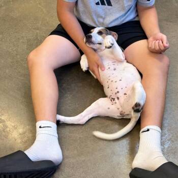 Jannett -  Treeing Walker Coonhound and Pit Bull Terrier Dog for Adoption in Mankato, Minnesota - Jannett | PetCurious