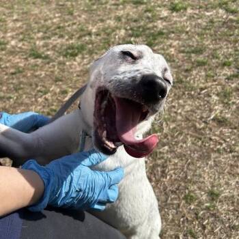 Terrier and Mixed Breed Dogs Available for Adoption in Lyndhurst, Virginia - Mama | PetCurious