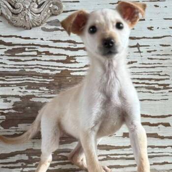 Chihuahua Dogs Available for Adoption in Carrollton, Texas - Adelle | PetCurious