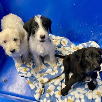 Poodle and Mixed Breed Dogs Available for Adoption in Wimberley, Texas - Betty | PetCurious