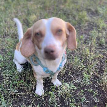 Rescue Beagle and Chihuahua Dogs for Adoption in Seal Beach, California - Snoop | PetCurious