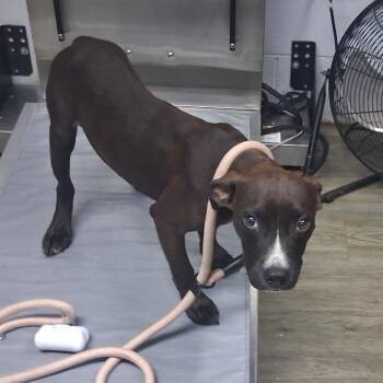 Felipe -  Mixed Breed Dog for Adoption in Summerville, South Carolina - Felipe | PetCurious