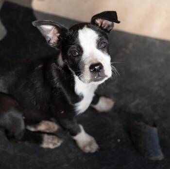 Bacon -  Mixed Breed Dog for Adoption in Tyler, Texas - Bacon | PetCurious