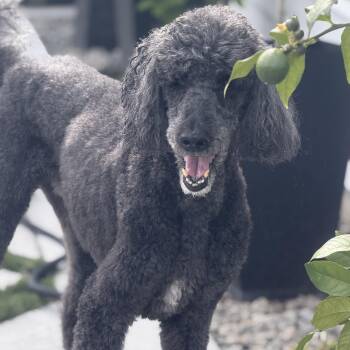 Mr. Handsome Ben -  Standard Poodle Dog for Adoption in Ridgefield, Washington - Mr. Handsome Ben | PetCurious
