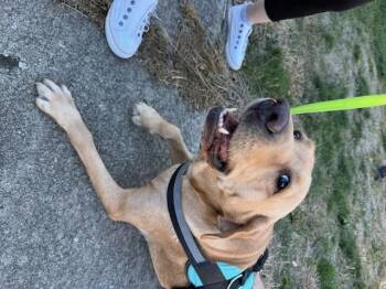 Rescue Yellow Labrador Retriever Dogs for Adoption in Indianapolis, Indiana - Norma | PetCurious