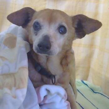 Rescue Dachshund Dogs for Adoption in Pacific Grove, California - Sam | PetCurious