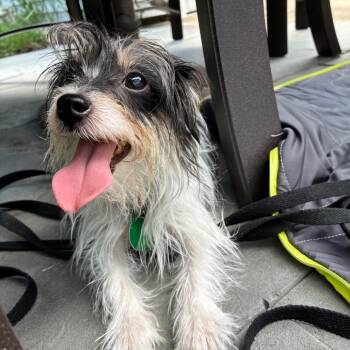 Soup -  Terrier and Mixed Breed Dog for Adoption in Northbrook, Illinois - Soup | PetCurious