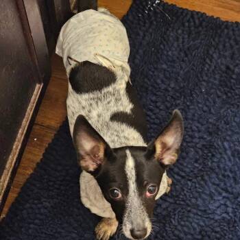 Dachshund Dogs Available for Adoption - Chico Benito | PetCurious