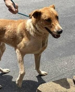 Mixed Breed Dogs Available for Adoption in Maryville, Tennessee - Ford | PetCurious