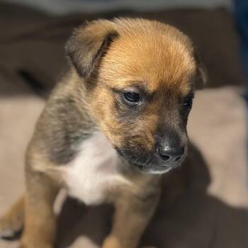 Folk -  Mixed Breed Dog for Adoption in Midland, Texas - Folk | PetCurious