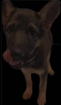Rescue German Shepherd Dog Dogs for Adoption in Kankakee, Illinois - Jade | PetCurious