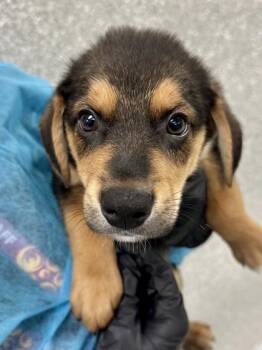 Benno -  Mixed Breed Dog for Adoption in Wichita, Kansas - Benno | PetCurious