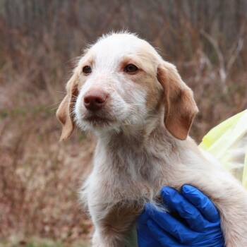 Labrador Retriever and Mixed Breed Dogs Available for Adoption in Stormville, New York - CT Lanier | PetCurious