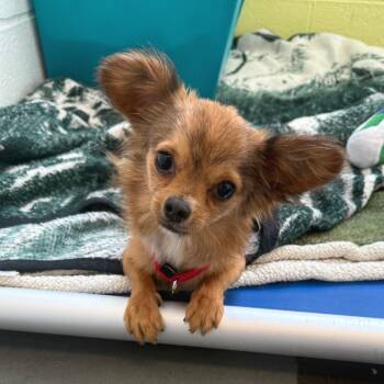 Colossus -  Chihuahua Dog for Adoption in Pittsburgh, Pennsylvania - Colossus | PetCurious