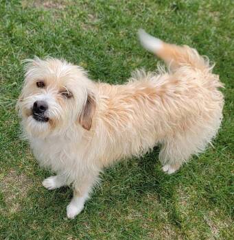Terrier Dogs Available for Adoption in Parker, Colorado - Cleo | PetCurious