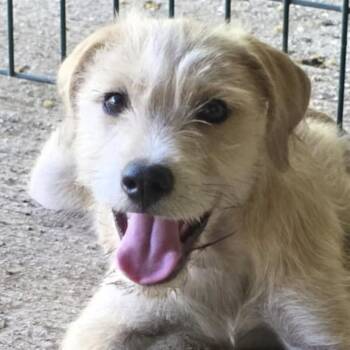 BLUEY (out of town) -  Border Collie Dog for Adoption in New York, New York - BLUEY (out Of Town) | PetCurious