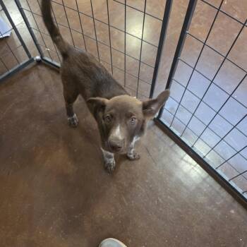 Bingo -  Husky and Cattle Dog Dog for Adoption in Midland, Texas - Bingo | PetCurious