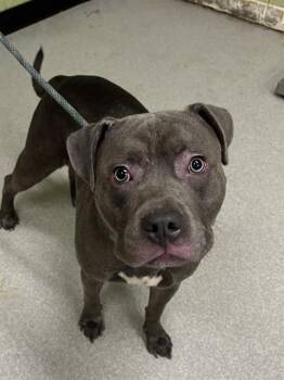 Rescue Pit Bull Terrier and Mixed Breed Dogs for Adoption in Indianapolis, Indiana - BERT | PetCurious