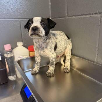 TUSC-Stray-84696 -  Pit Bull Terrier and Pointer Dog for Adoption in Tuscaloosa, Alabama - TUSC-Stray-84696 | PetCurious