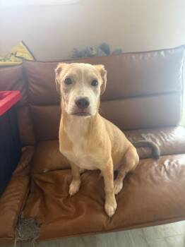 Labrador Retriever and American Staffordshire Terrier Dogs Available for Adoption - Pluto | PetCurious