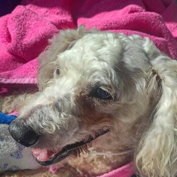 Marinda -  Poodle Dog for Adoption in Houston, Texas - Marinda | PetCurious