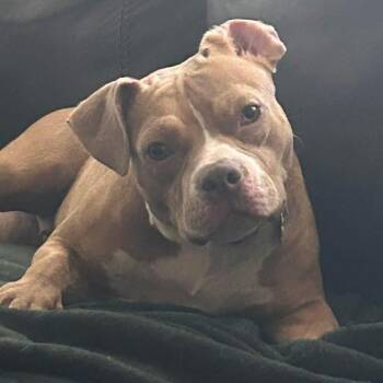 Rescue Pit Bull Terrier Dogs for Adoption in Chicago, Illinois - Ms. Muppet | PetCurious