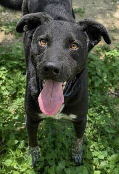Shepherd and Mixed Breed Dogs Available for Adoption in San Antonio, Texas - Champ | PetCurious