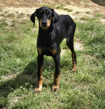 Doberman Pinscher Dogs Available for Adoption in Social Circle, Georgia - BULLET | PetCurious