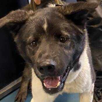 Buster -  Akita Dog for Adoption in Pagosa Springs, Colorado - Buster | PetCurious