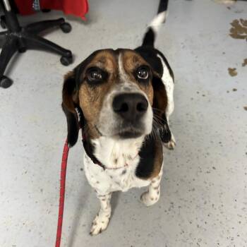 Duke -  Beagle Dog for Adoption in Uniontown, Pennsylvania - Duke | PetCurious