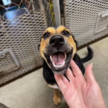 Rescue Shepherd and Black Labrador Retriever Dogs for Adoption in Kirkland, Washington - Marigold - Foster Needed...sweet Gentle Girl! | PetCurious
