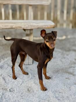 Peter Paul -  Miniature Pinscher Dog for Adoption in Muskegon, Michigan - Peter Paul | PetCurious
