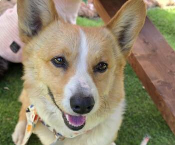 Perry -  Corgi Dog for Adoption in San Ramon, California - Perry | PetCurious