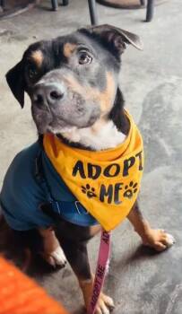 Mixed Breed Dogs Available for Adoption in Jacksonville, Florida - PERCY | PetCurious